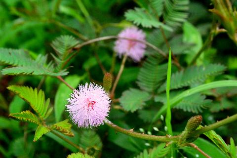 Goa Flowers - Download Goa Photos